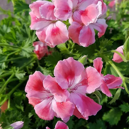 בית נופש Le Palme