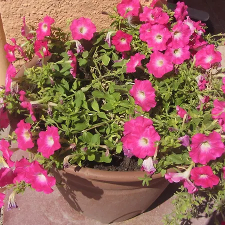 בית נופש Le Palme *