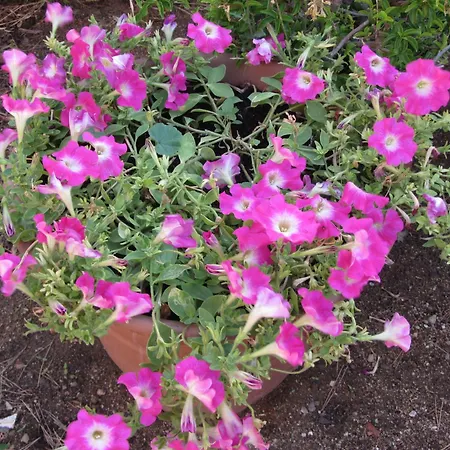 Le Palme بيت للعطل سولاناس