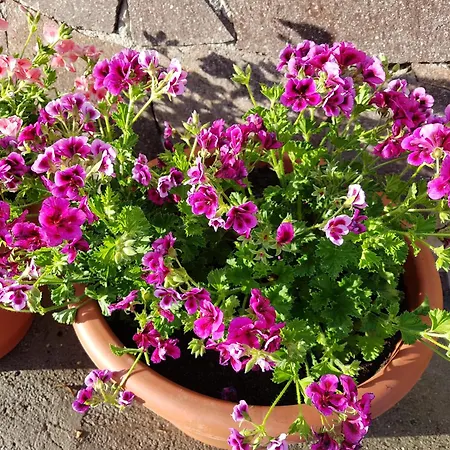 Semesterbostad Le Palme